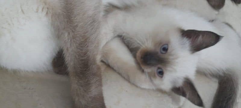 Pure Siamese kittens for sale 4