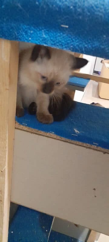 Pure Siamese kittens for sale 5