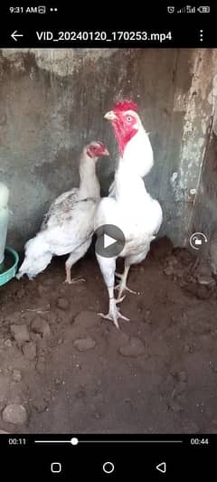 Heera / Hera Chicks, Young & Breeder