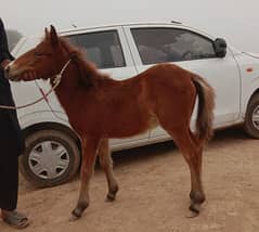 pyoor shatling Pony horse Colt