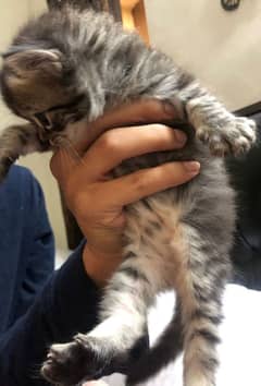 Persian kittens available