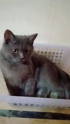 Turkish Angora Male Cat.