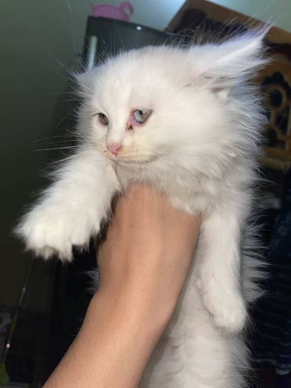 Persian cat 3