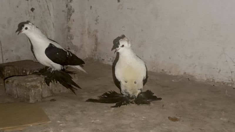 black Cherry breeder pair 9