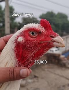 WHITE HEERA Top Quality breed male, females and chicks