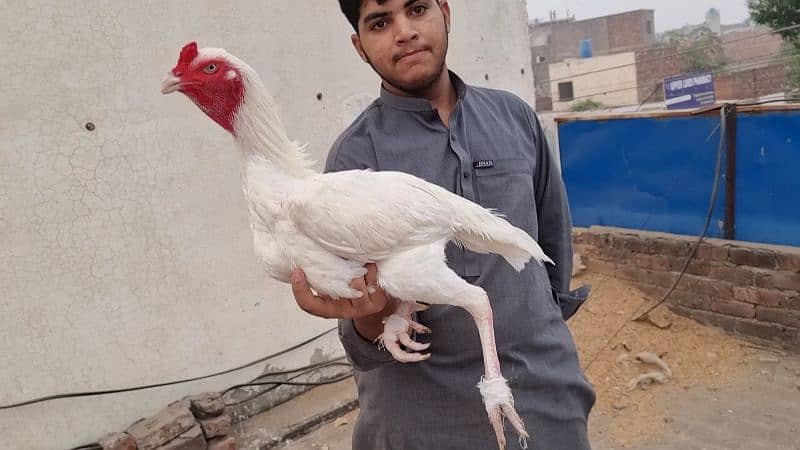 WHITE HEERA Top Quality breed male, females and chicks 1