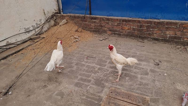 WHITE HEERA Top Quality breed male, females and chicks 11