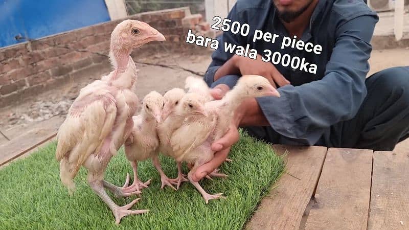 WHITE HEERA Top Quality breed male, females and chicks 12