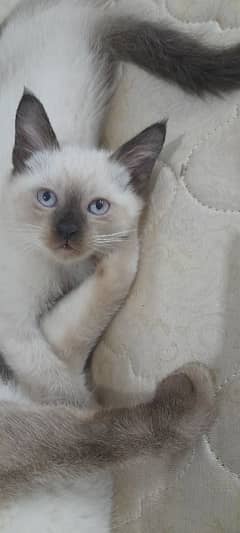 Saimese kittens for sale