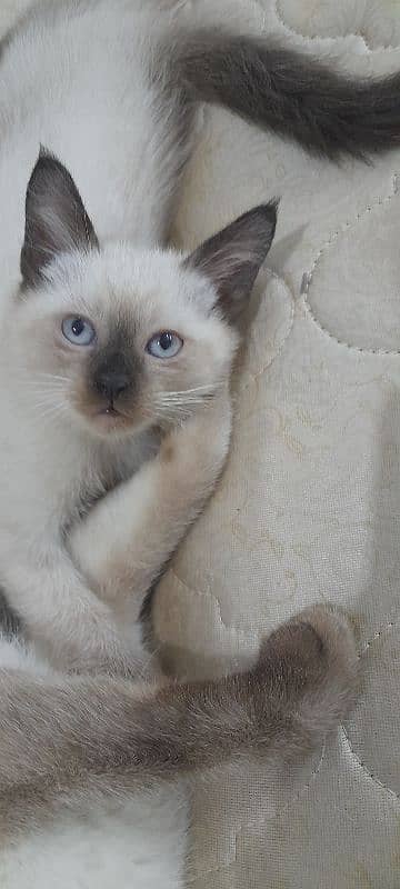 Saimese kittens for sale 0