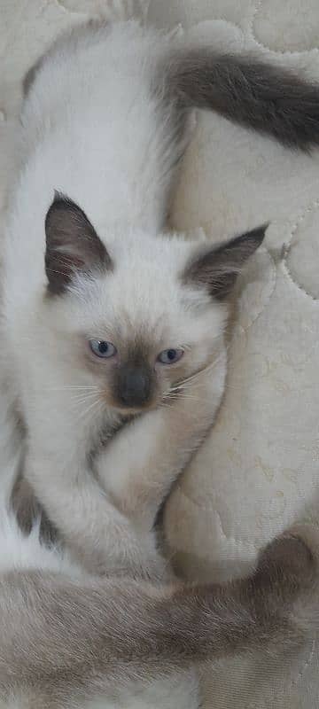 Saimese kittens for sale 2