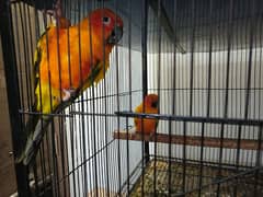 sunconure