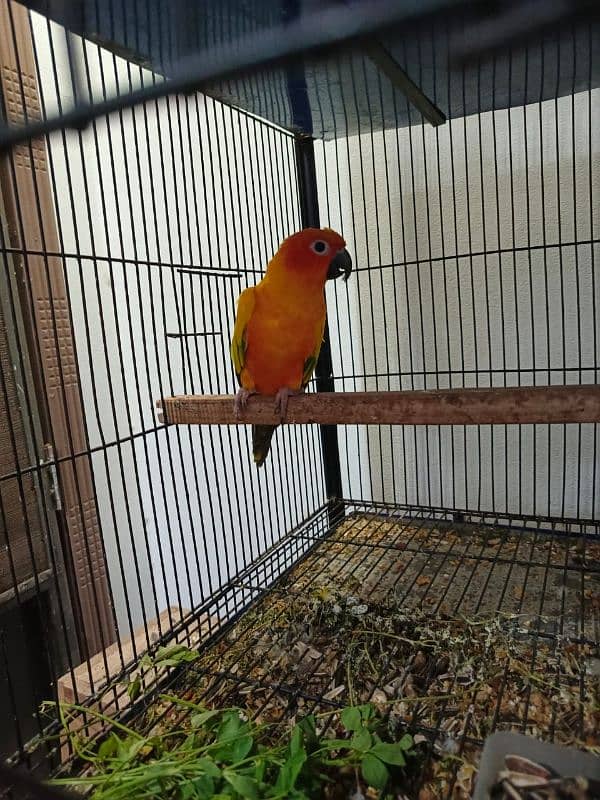 sunconure 100% breeder pair 1