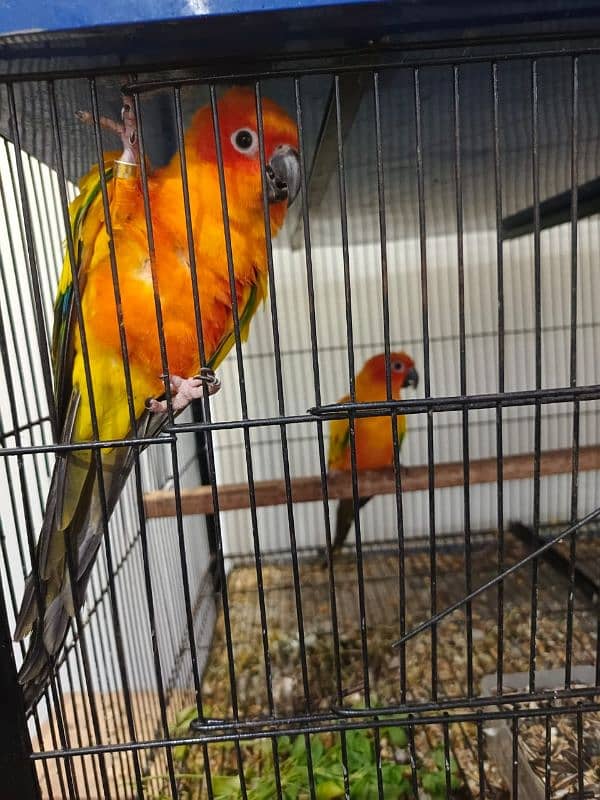 sunconure 100% breeder pair 2