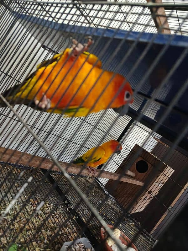 sunconure 100% breeder pair 3