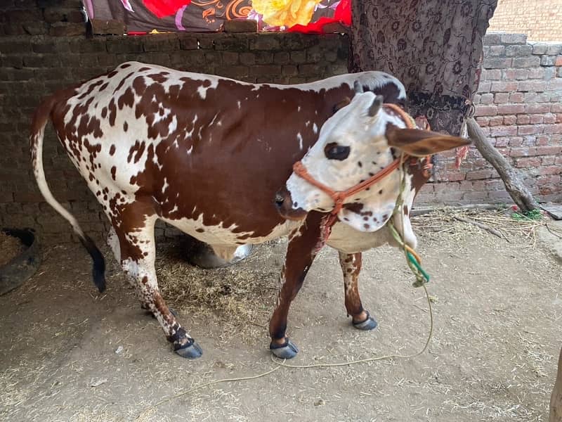 jersey cow for sale 0