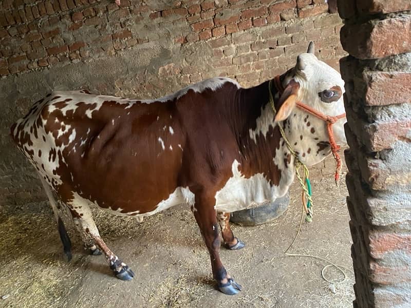 jersey cow for sale 1