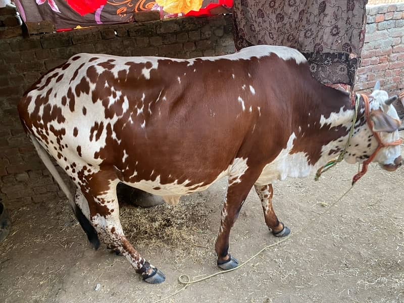 jersey cow for sale 3