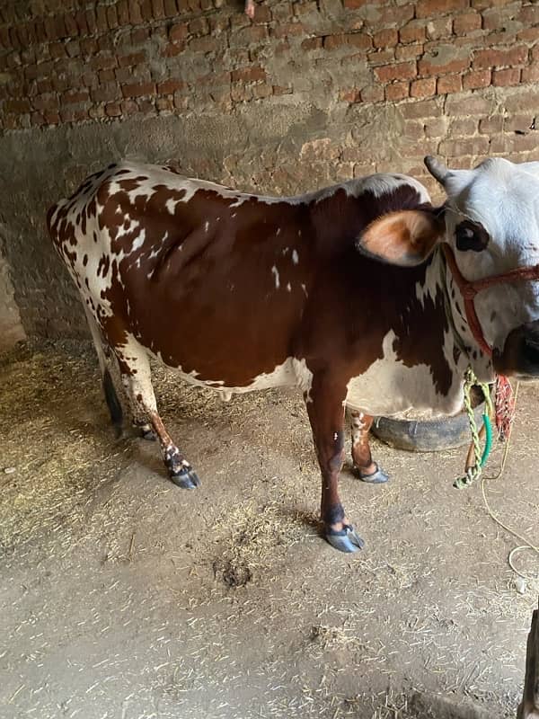 jersey cow for sale 4