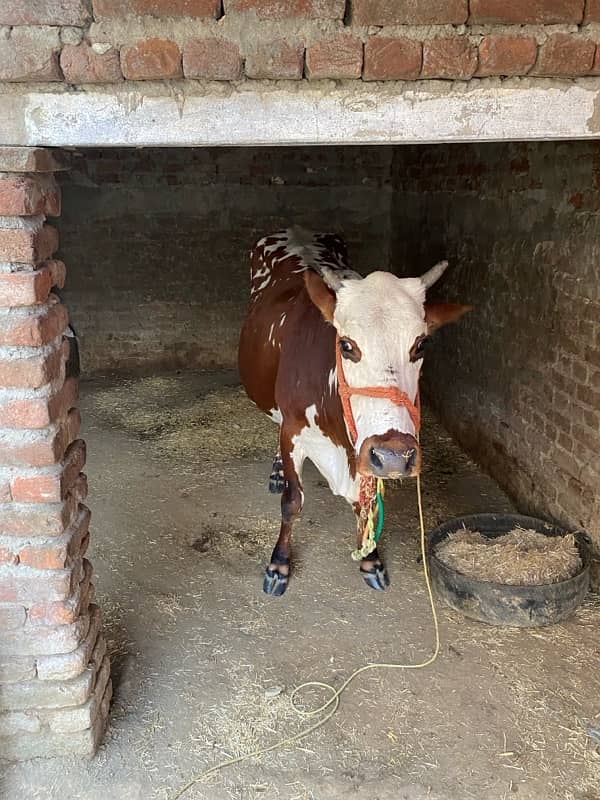 jersey cow for sale 5