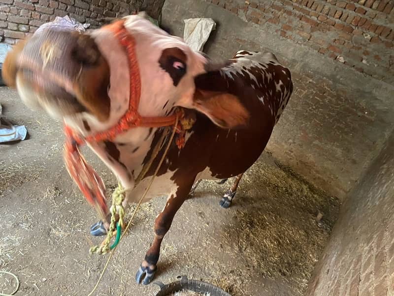 jersey cow for sale 7