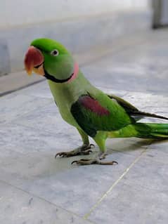 Raw parrot