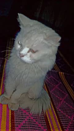 female Persian cat 3 coat grey eyes beautiful cat 8 months age