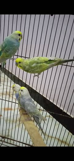 Rainbow Budgie Bajri