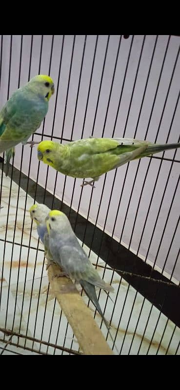 Rainbow Budgie Bajri 0