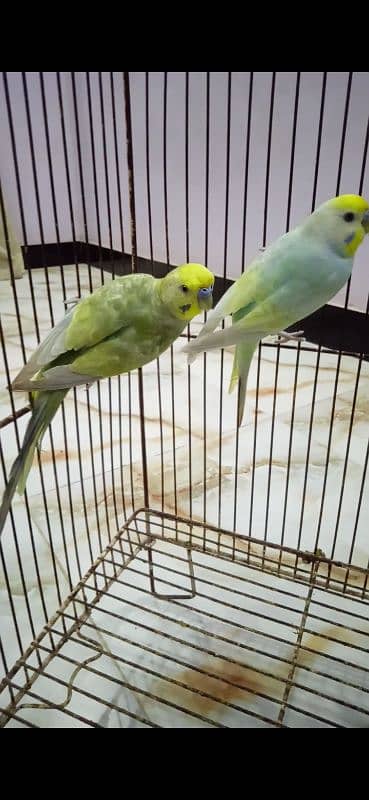 Rainbow Budgie Bajri 1