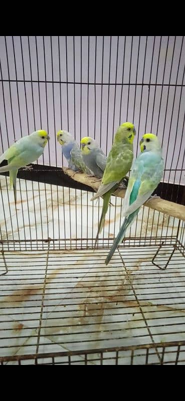 Rainbow Budgie Bajri 2