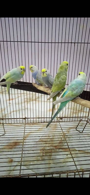 Rainbow Budgie Bajri 3