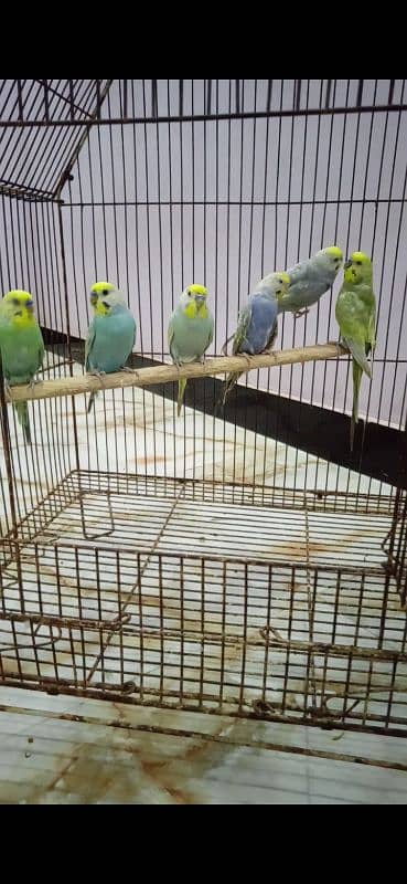 Rainbow Budgie Bajri 4