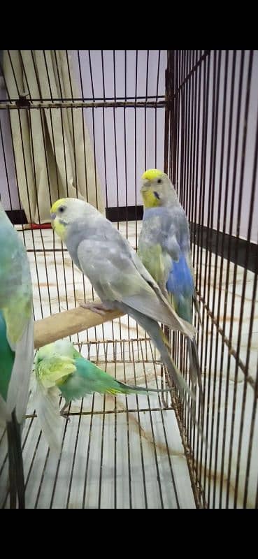 Rainbow Budgie Bajri 5