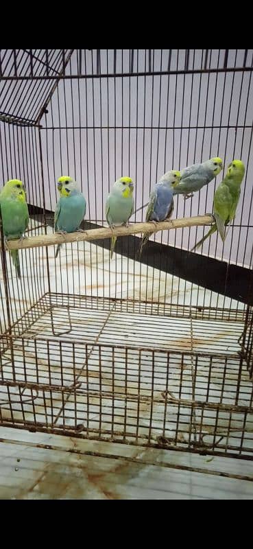 Rainbow Budgie Bajri 6