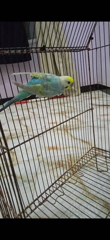 Rainbow Budgie Bajri 7