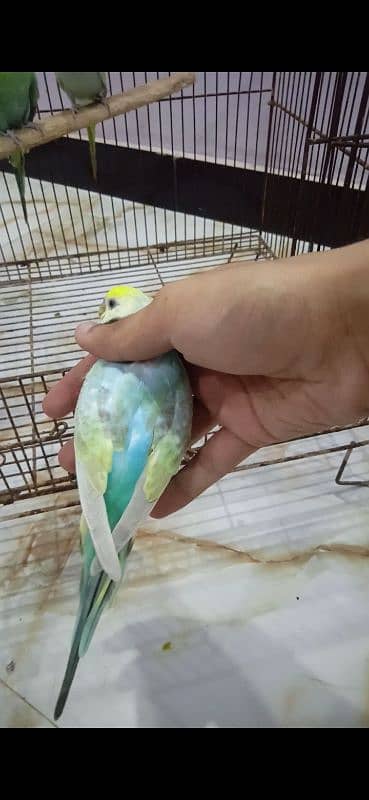 Rainbow Budgie Bajri 8