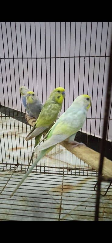 Rainbow Budgie Bajri 9