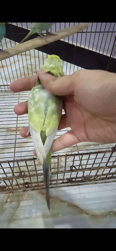 Rainbow Budgie Bajri 10