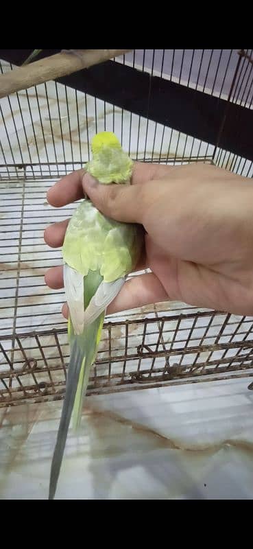 Rainbow Budgie Bajri 11