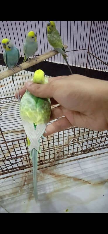 Rainbow Budgie Bajri 12