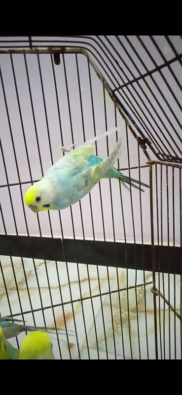 Rainbow Budgie Bajri 13