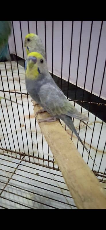 Rainbow Budgie Bajri 14