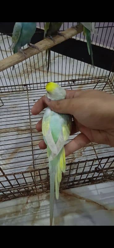 Rainbow Budgie Bajri 15