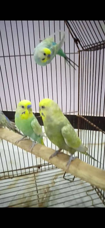 Rainbow Budgie Bajri 16