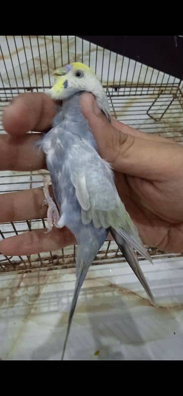 Rainbow Budgie Bajri 17