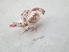 hen