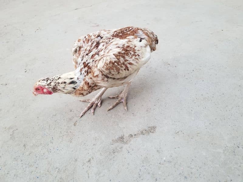 hen for sale 0