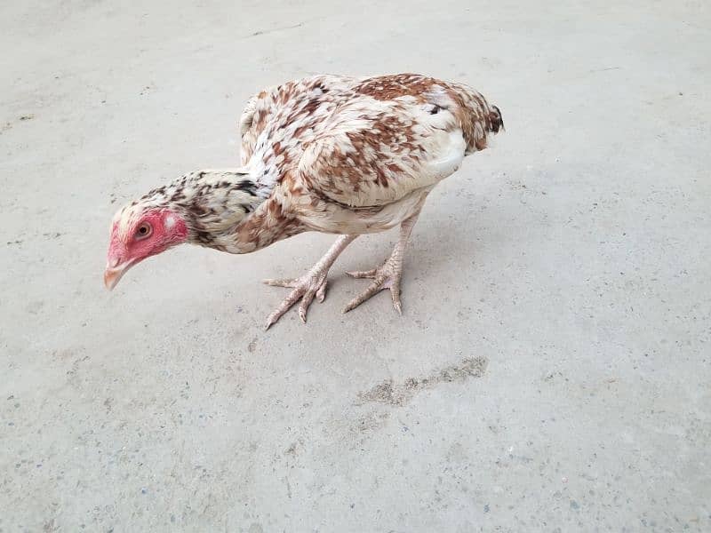 hen for sale 1