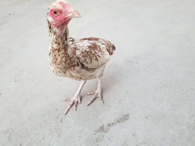 hen for sale 2